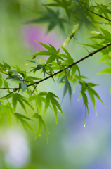 紫陽花色