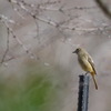 今日のジョウビタキ