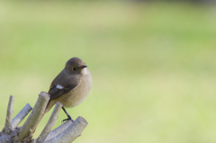 冬の鳥_ジョウビタキ