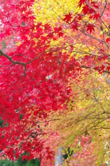 高野山④