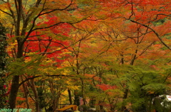 牛滝山の紅葉５