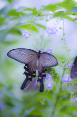 butterfly4