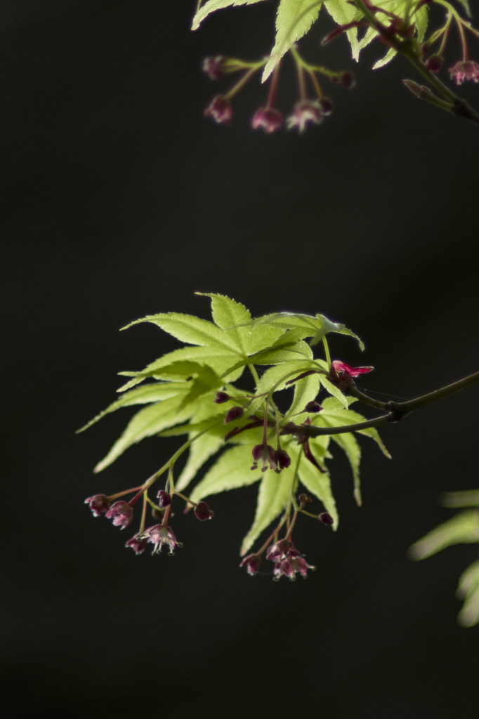 silent flower