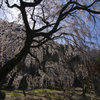 桜③