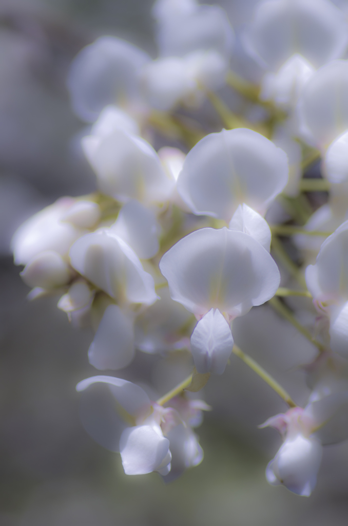 white wisteria