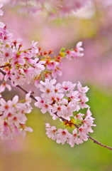 桜　今年はこれでおしまい