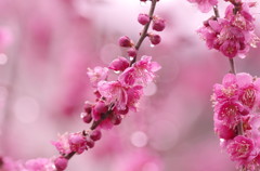 梅２