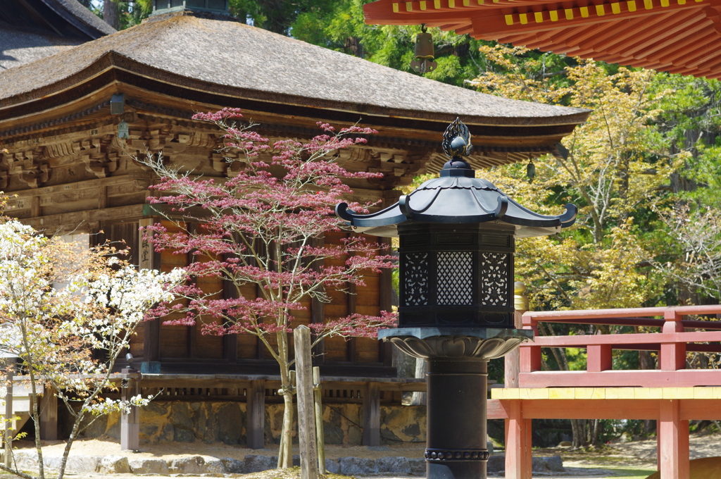 高野山②