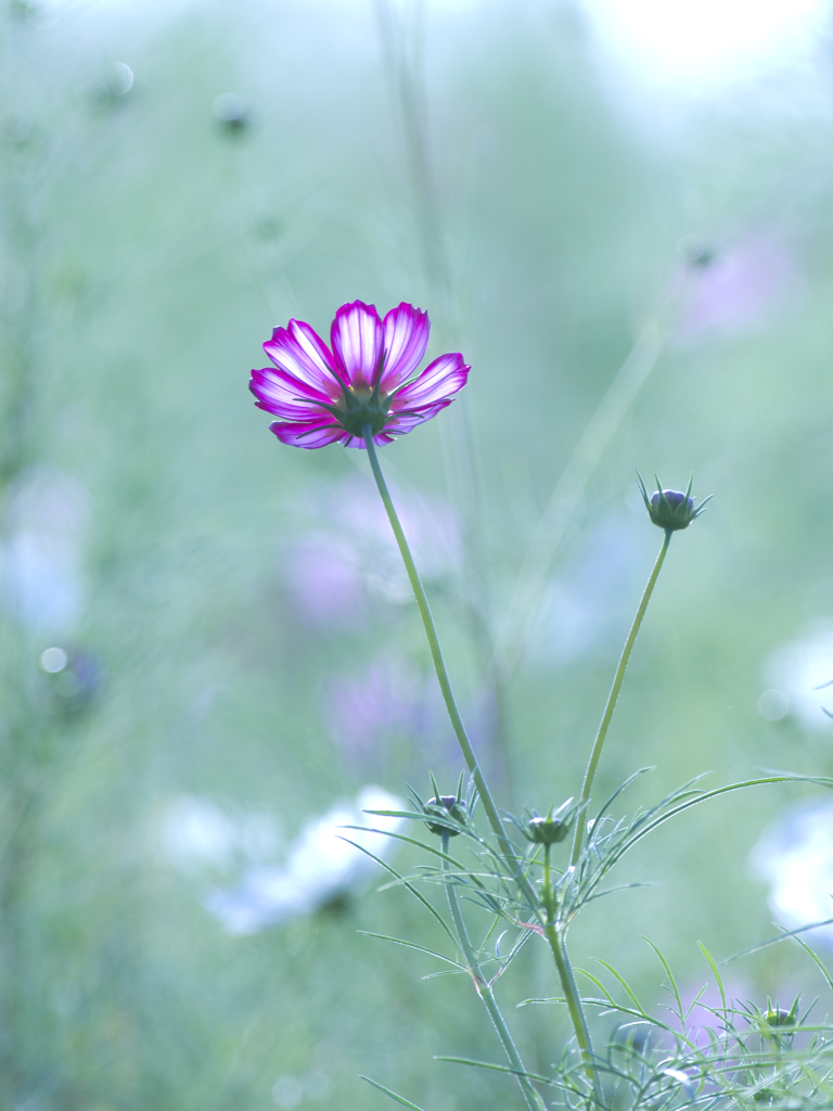 朝