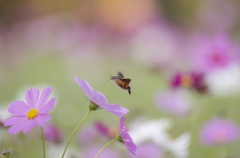 蜂雀