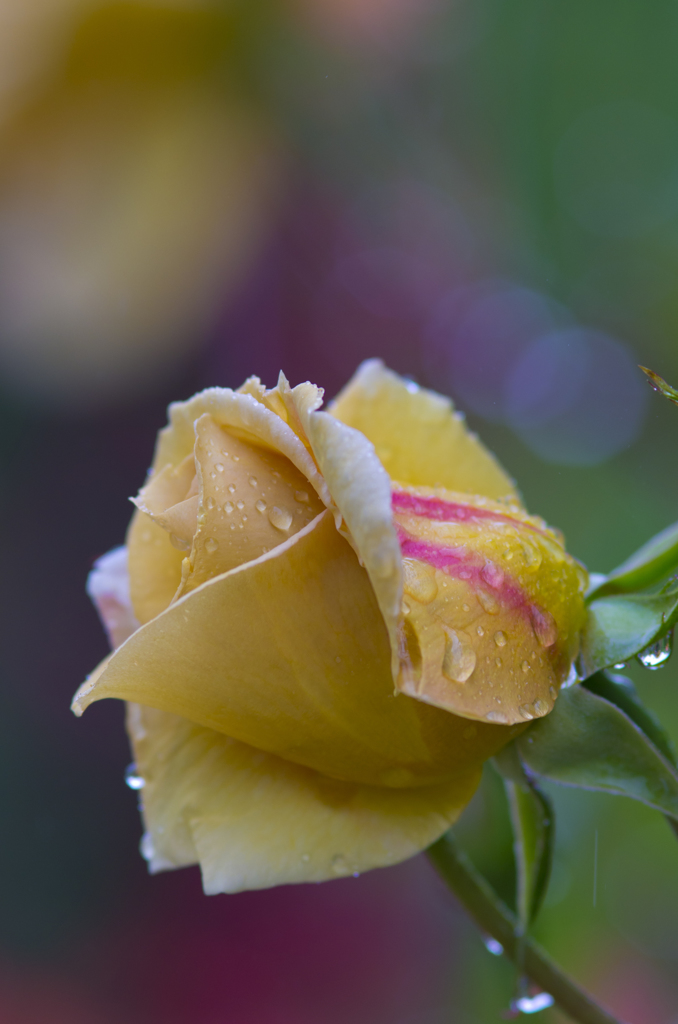 雨の薔薇