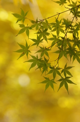 牛滝山③