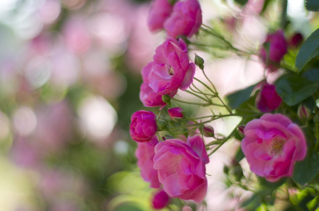 f1.4その３