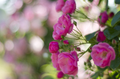 f1.4その３