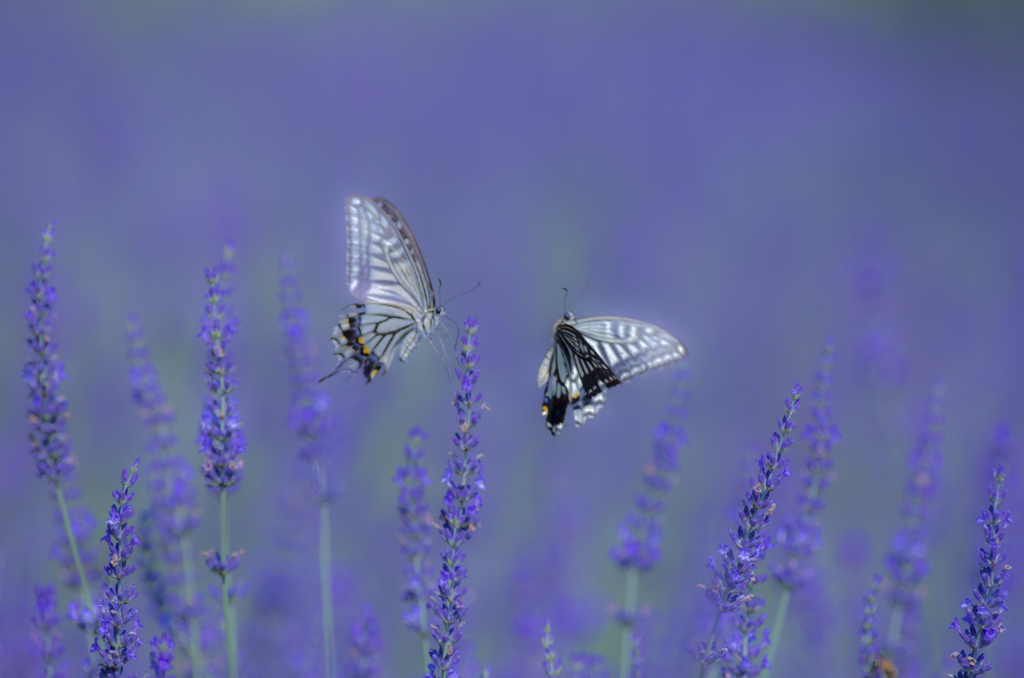 butterfly