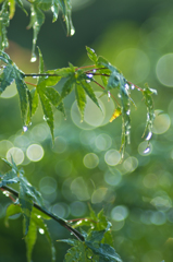 梅雨の中休み