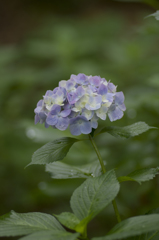 紫陽花①