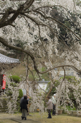 山中渓　子安地蔵尊