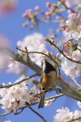 桜④