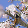 桜④
