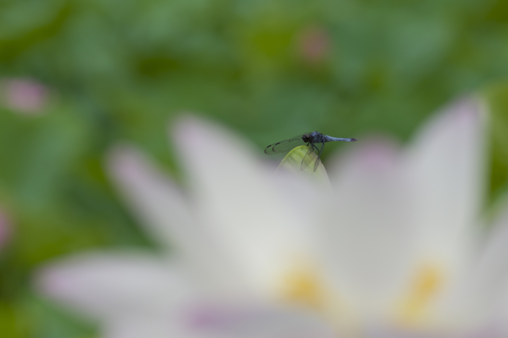 蓮⑦