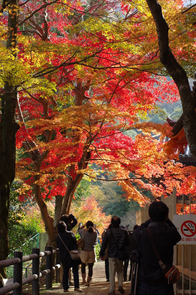 牛滝山９