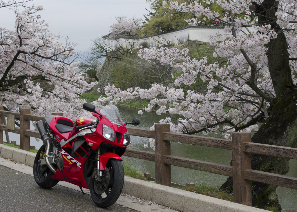 岸和田城②