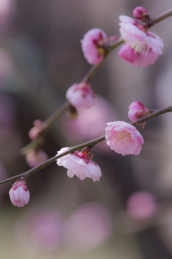 大阪城公園⑥