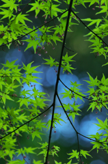 満開