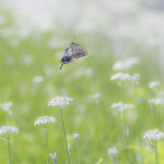 Swallowtail
