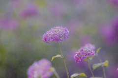 輝け②