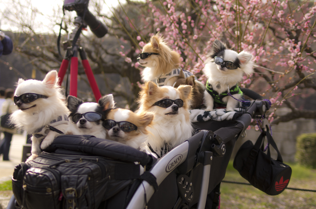 なめ犬