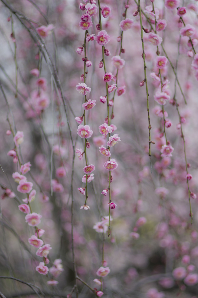 枝垂れ②
