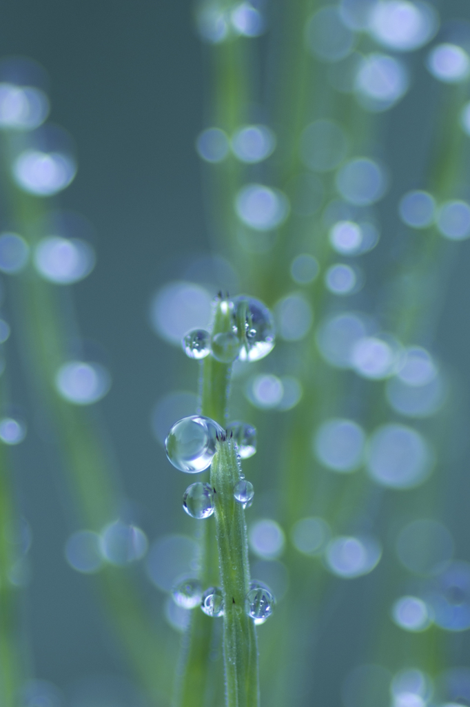 今朝の水玉１
