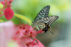 butterfly3