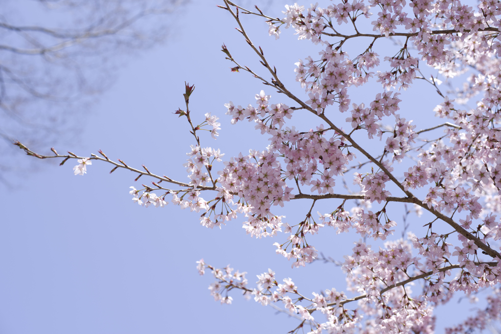 桜①