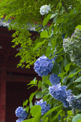 高野山の紫陽花③