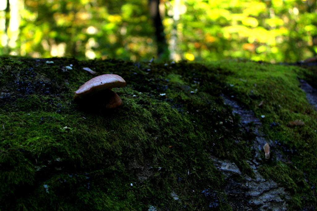 苔と