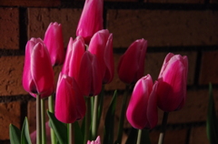 Tulip