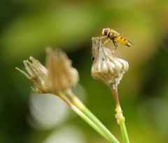 bee