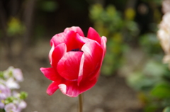 Tulip