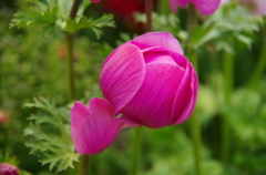 Tulip
