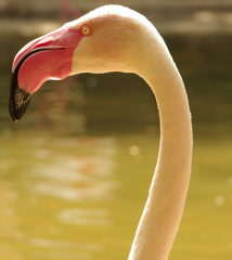 CraNE