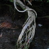 IMG_0337_1