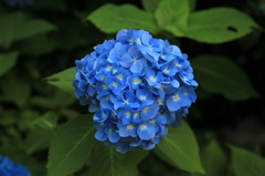 009_IMG_0399