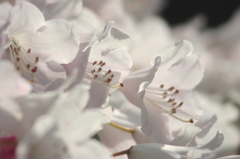 白華