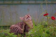 なんかいいことないかにゃー