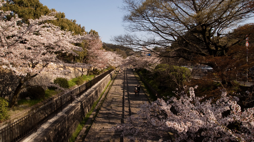 インクラインの桜