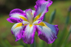 梅雨に咲く花