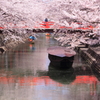 春爛漫